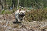 BOULEDOGUE FRANCAIS 103